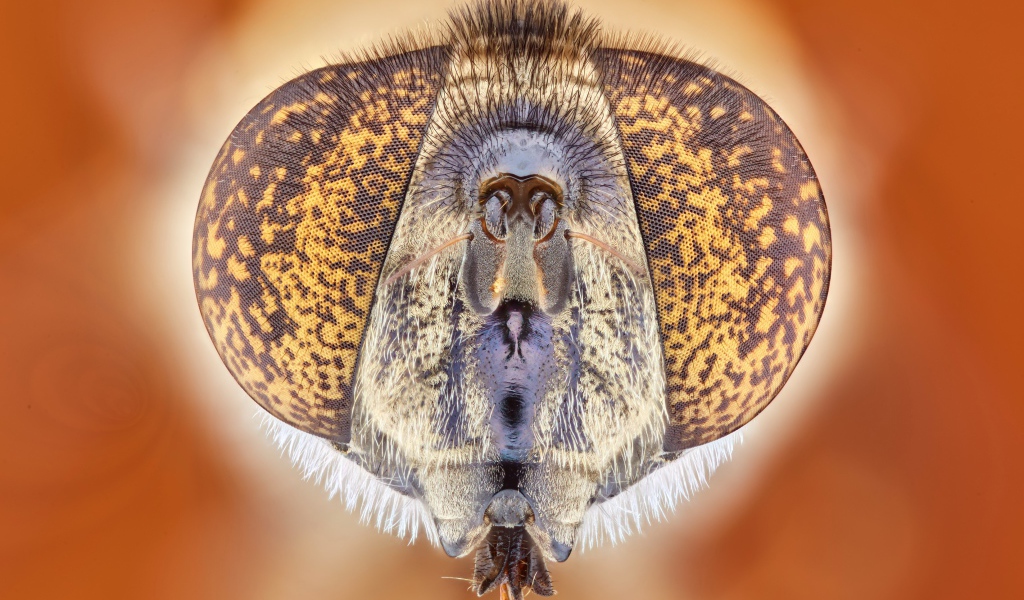 Муха под микроскопом 