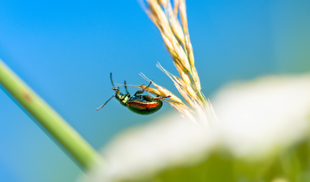Зеленый жук бронзовка на траве 