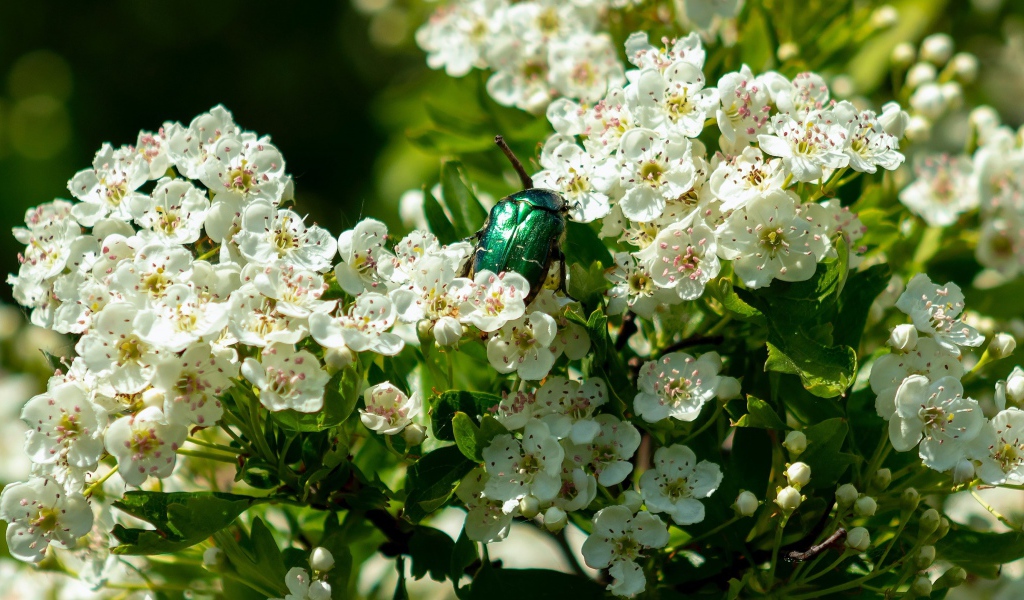 Зеленый жук бронзовка в белых цветах груши весной