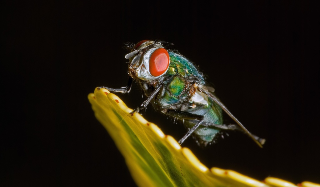 Зеленая муха на черном фоне крупным планом