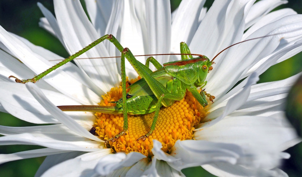 Зеленый кузнечик сидит на белом цветке 