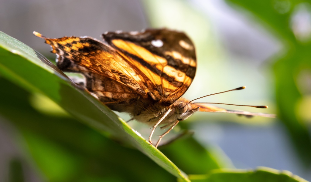 Большая коричневая бабочка сидит на зеленом листе