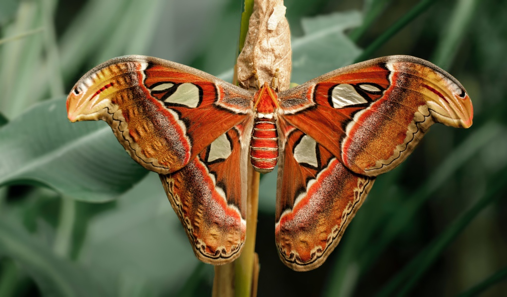 Большая бабочка с коконом на ветке 