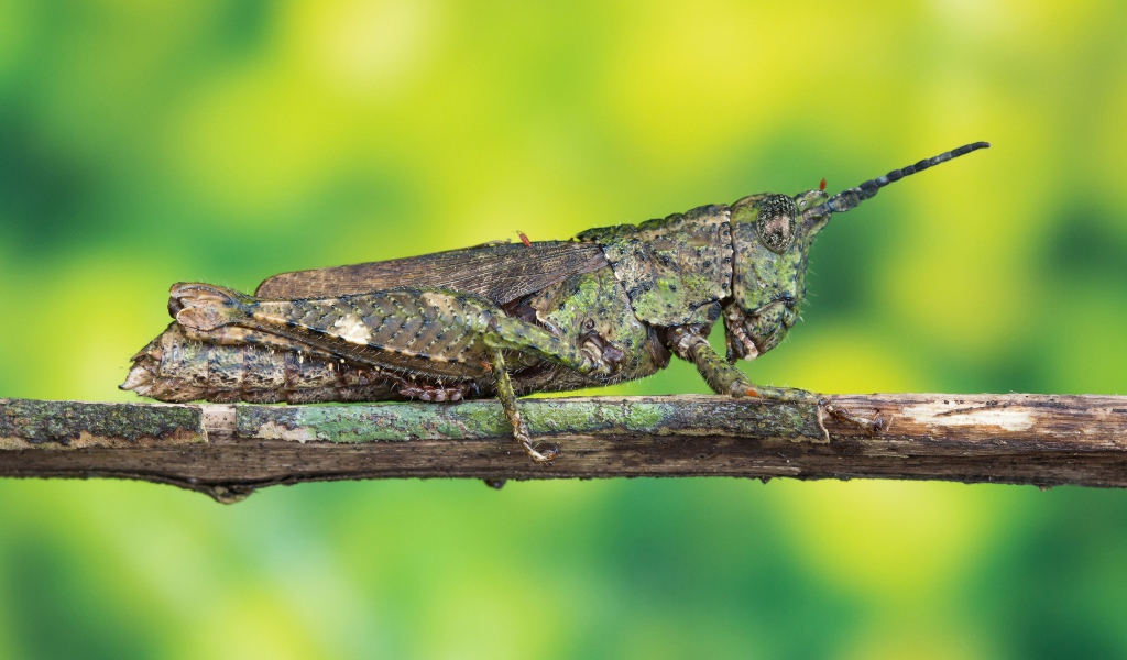 Большая саранча сидит на ветке 