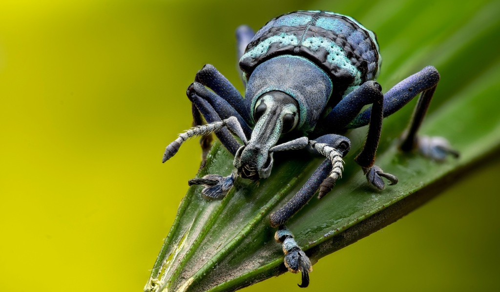 Большой жук долгоносик на зеленом листе 