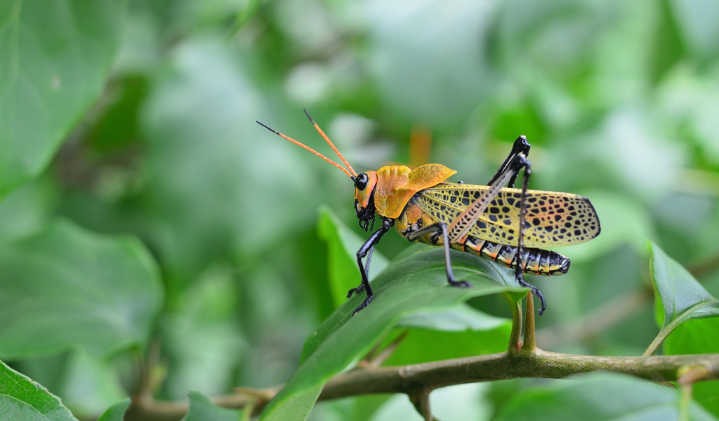 Большой желтый кузнечик сидит на зеленой ветке 