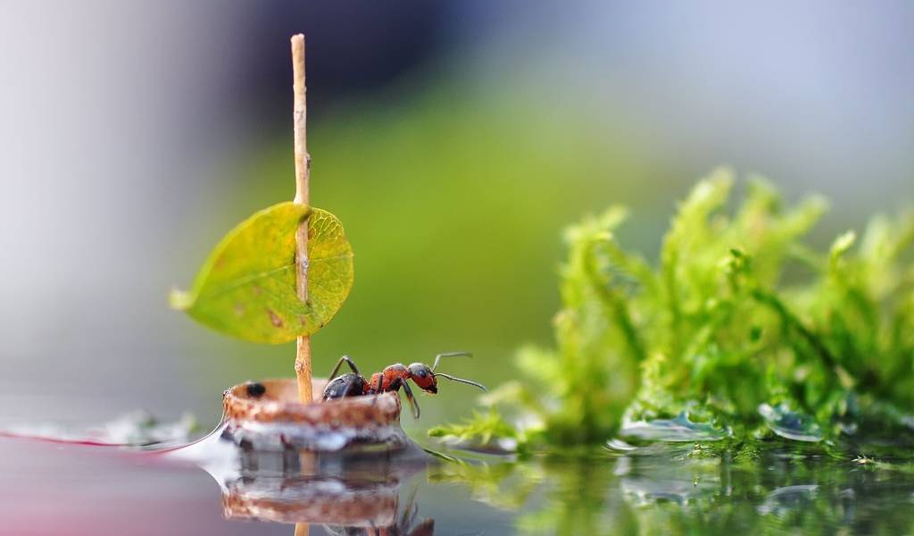 Маленький муравей плывет на плоту по воде