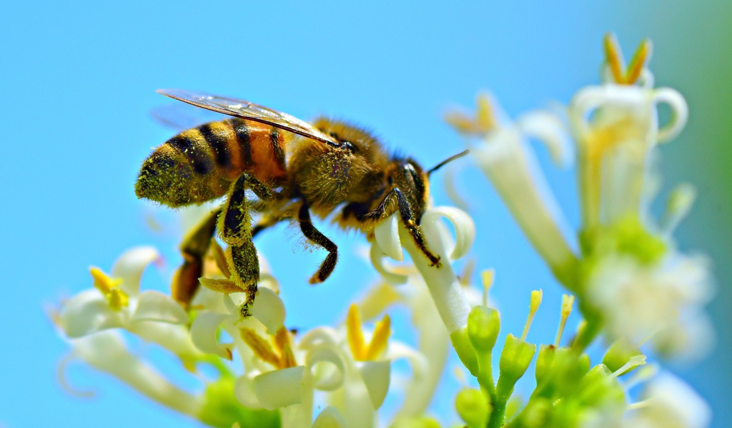 Маленькая пчела собирает нектар с белого цветка