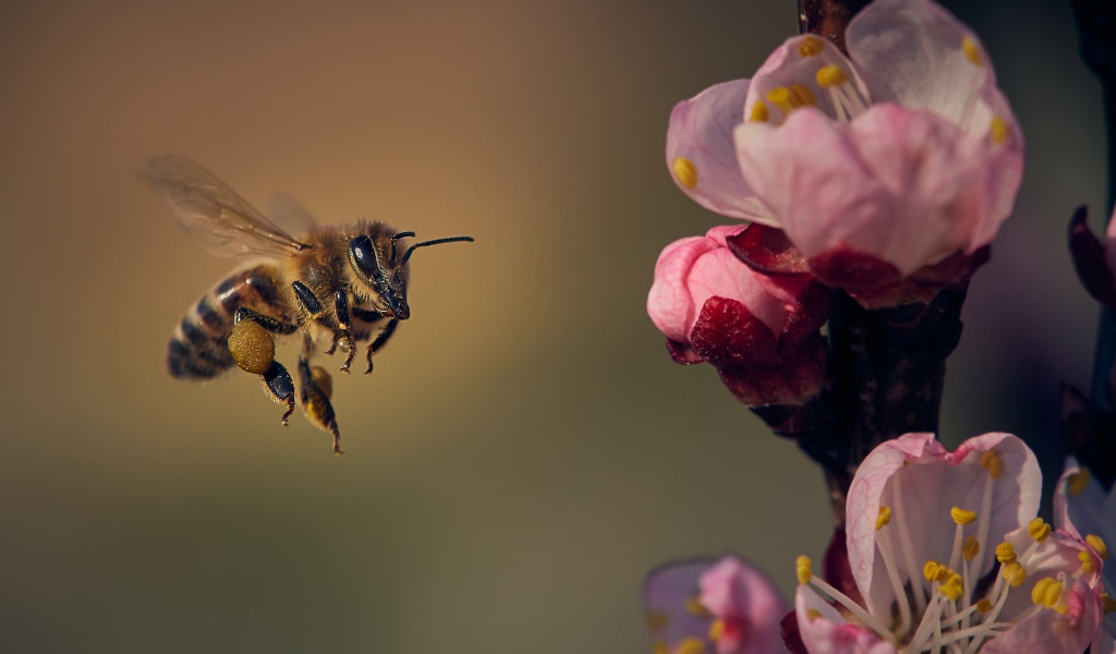 Маленькая пчела летит на розовый цветок 