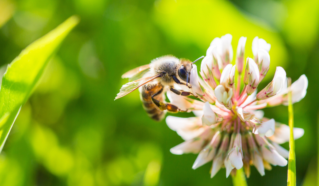 Маленькая пчела сидит на белом цветке клевера 