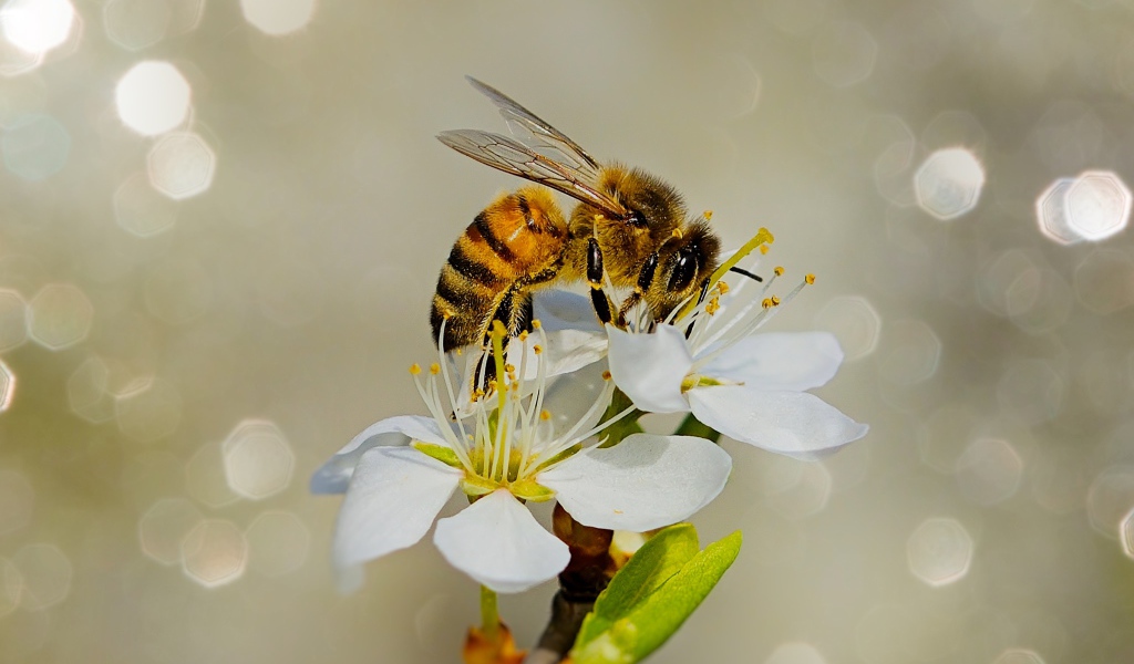 Маленькая пчела сидит на белом цветке вишни 