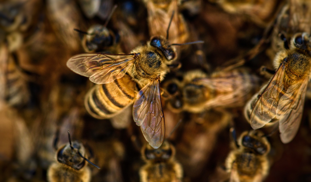 Маленькие пчелы медоносы крупным планом 
