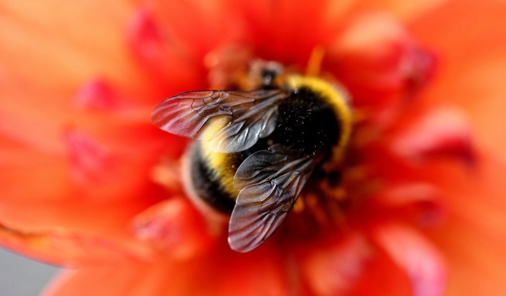 Маленький шмель на оранжевом цветке крупным планом
