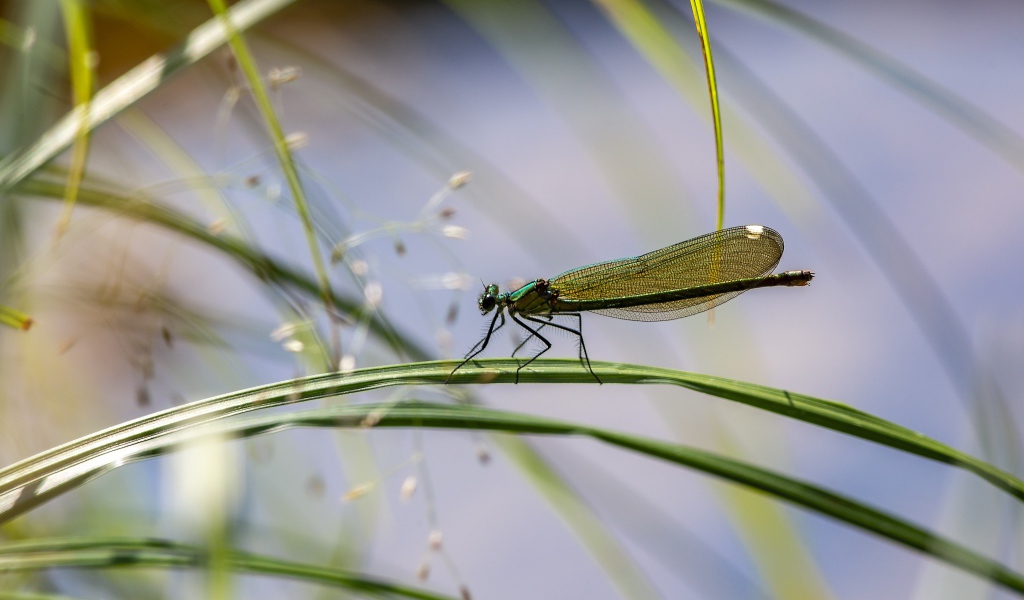 Маленькая зеленая стрекоза сидит на траве