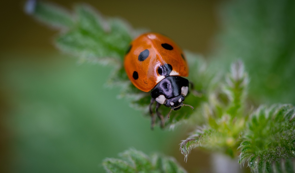 Маленькая божья коровка на зеленом листе