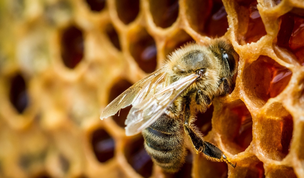 Маленькая пчела в сотах крупным планом