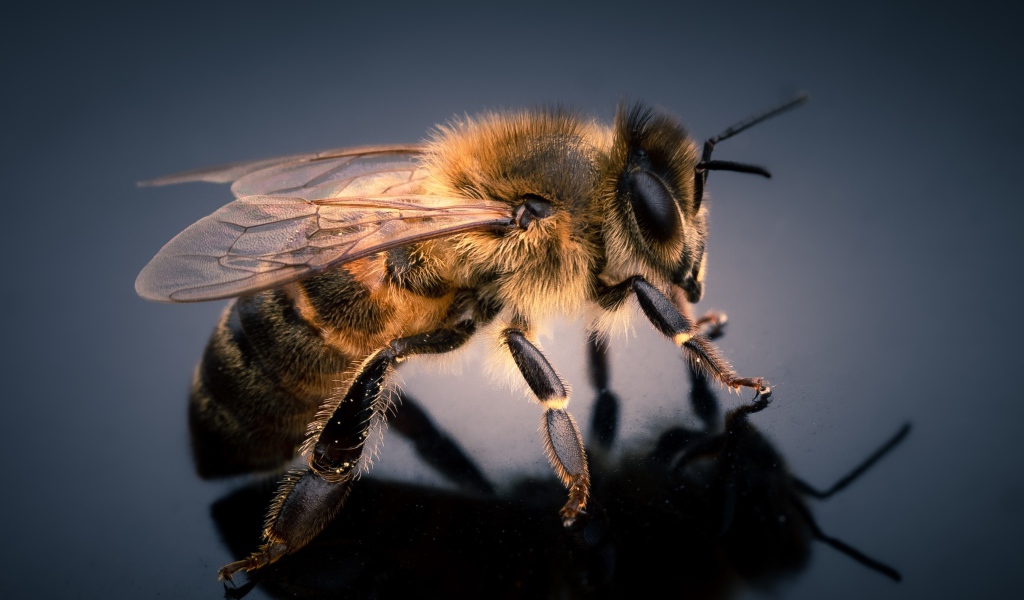 Маленькая пчела на сером фоне крупным планом