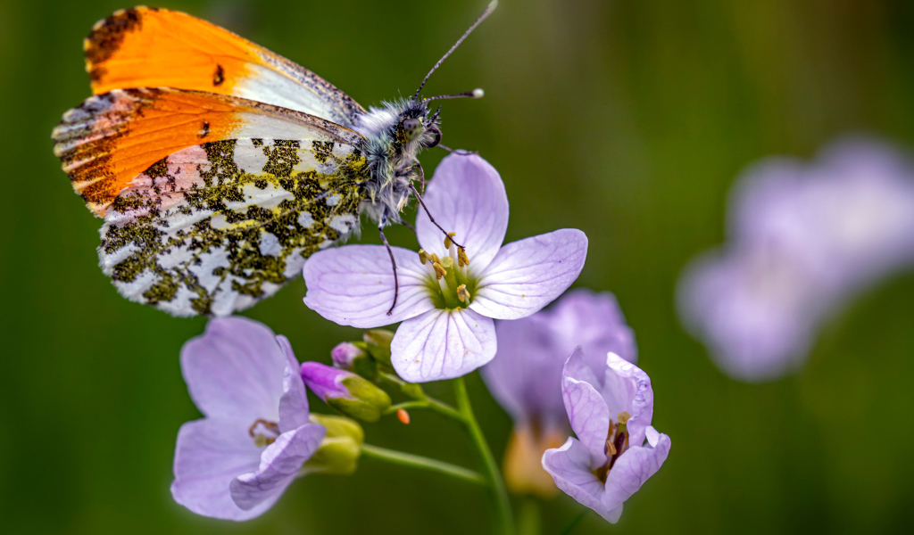 Маленькая бабочка сидит на розовом цветке 