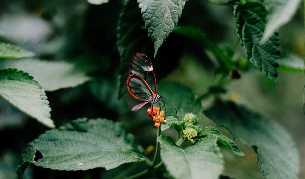 Маленькая прозрачная бабочка сидит на цветке в зеленых листьях 