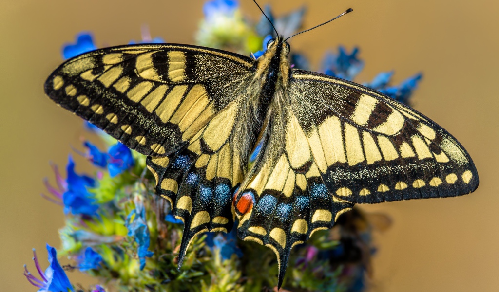 Бабочка махаон сидит на синем цветке 
