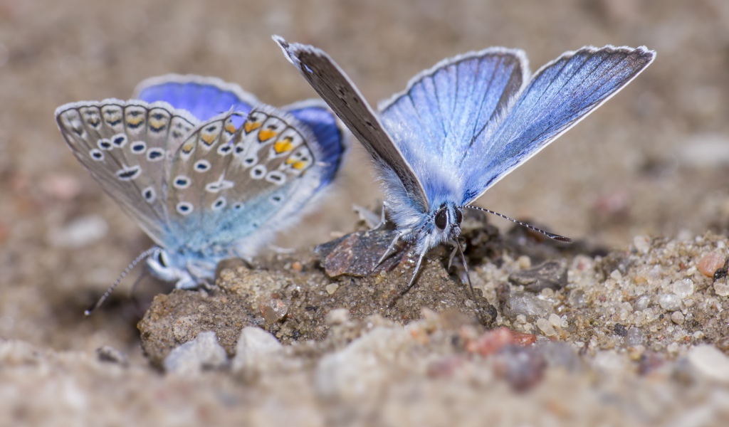Две голубые бабочки сидят на песке 