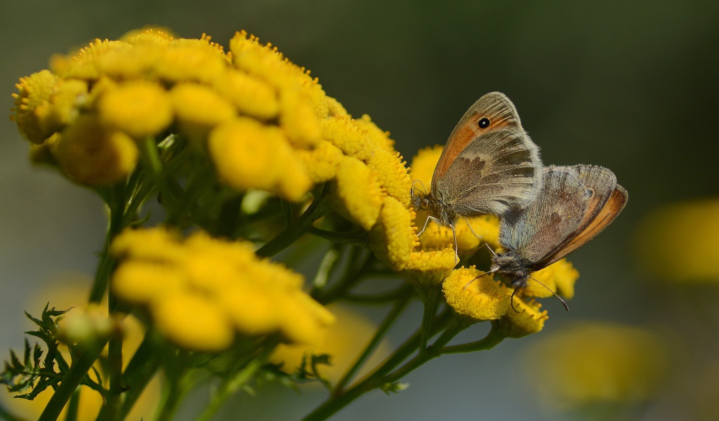 Two butterflies on yellow tansy flowers