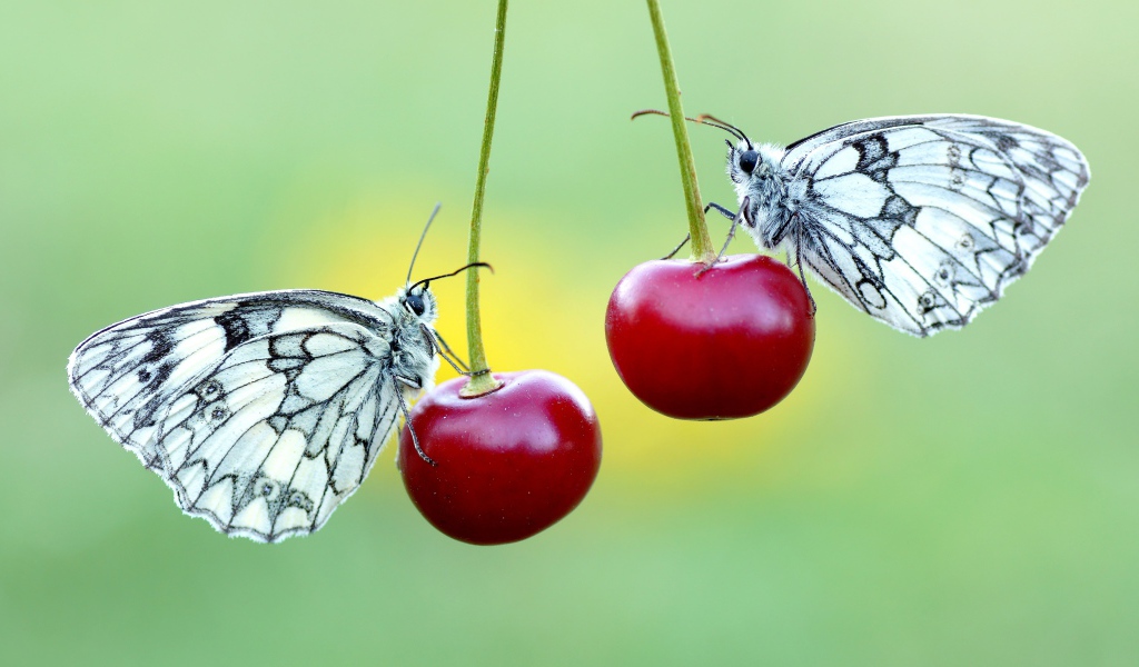 Две бабочки сидят на красных вишнях