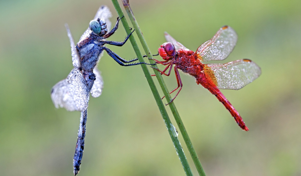 Две стрекозы сидит на зеленой траве