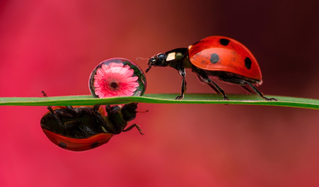 Две божьих коровки на зеленом листе с каплей росы