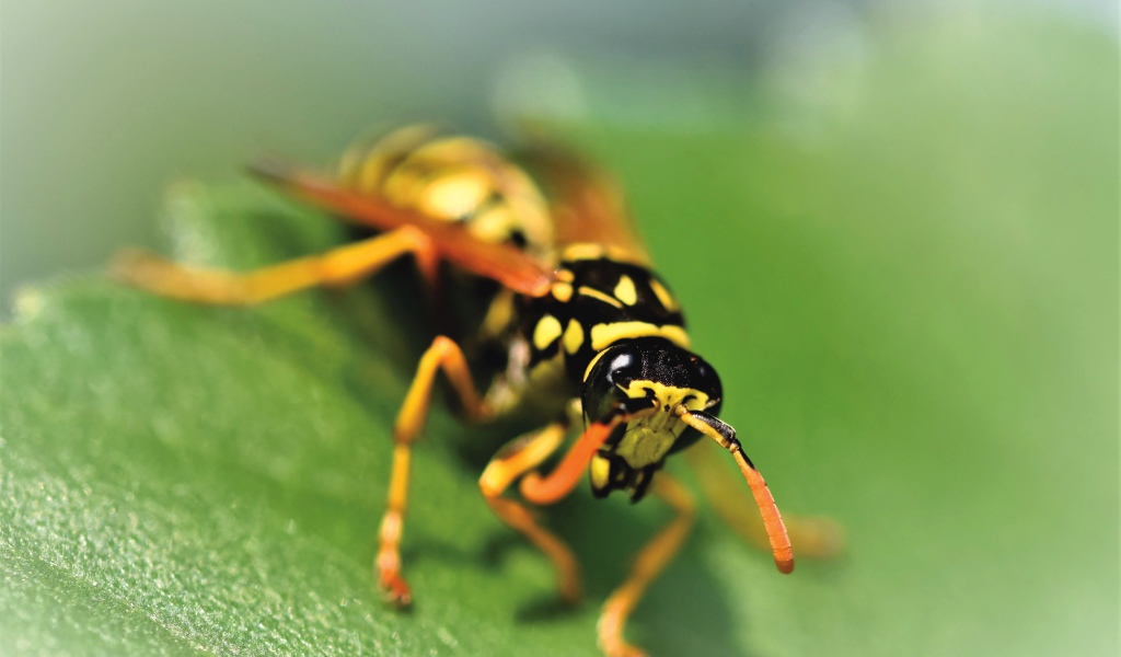 Оса сидит на зеленом листке крупным планом