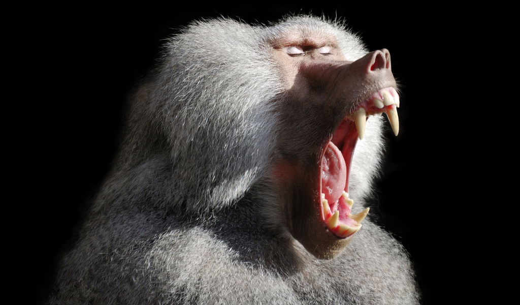 Большой павиан зевает на черном фоне