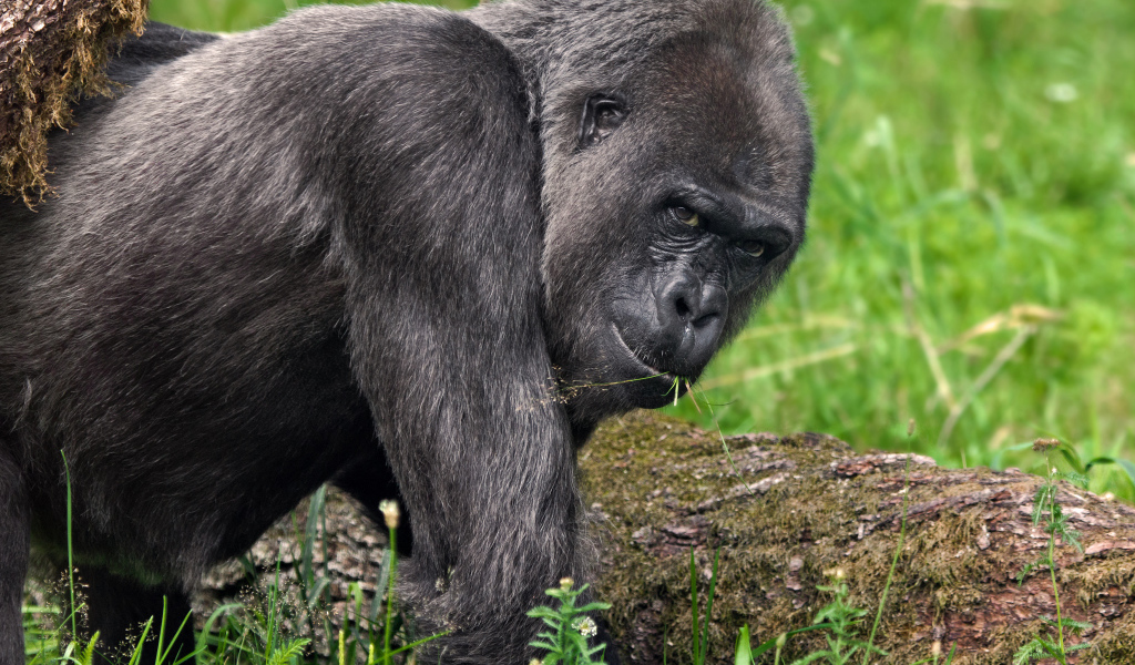 Big black gorilla walks on the grass