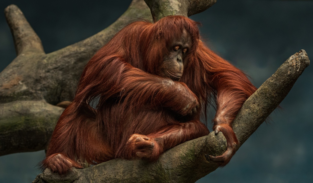 Большой орангутанг сидит на дереве 