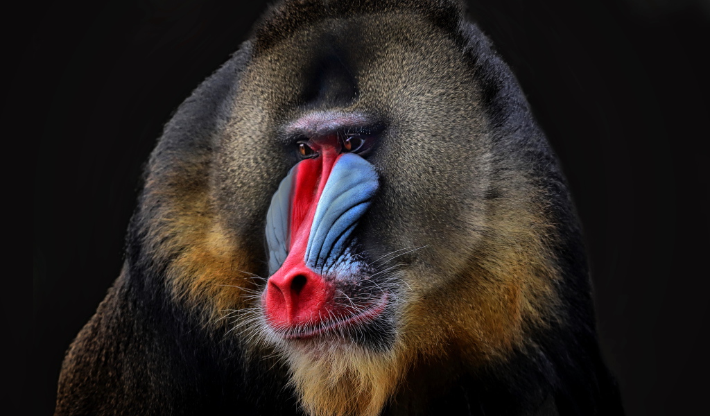 Мандрил с красным носом на черном фоне