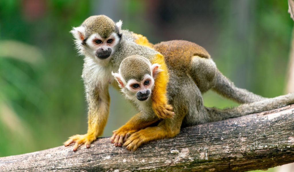 Две обезьяны саймири сидят на ветке