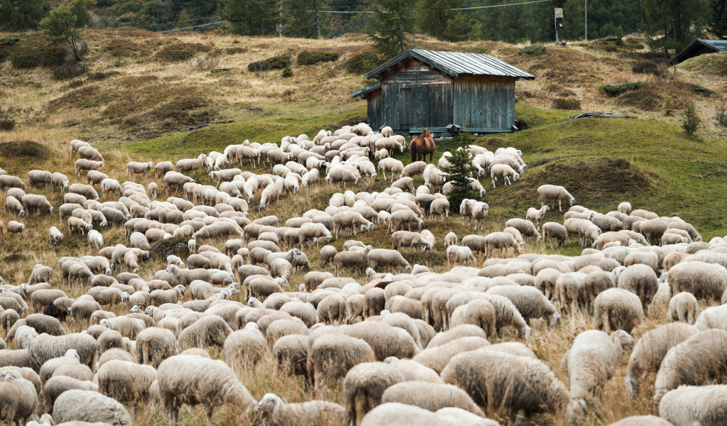 Стадо овец пасется на природе 