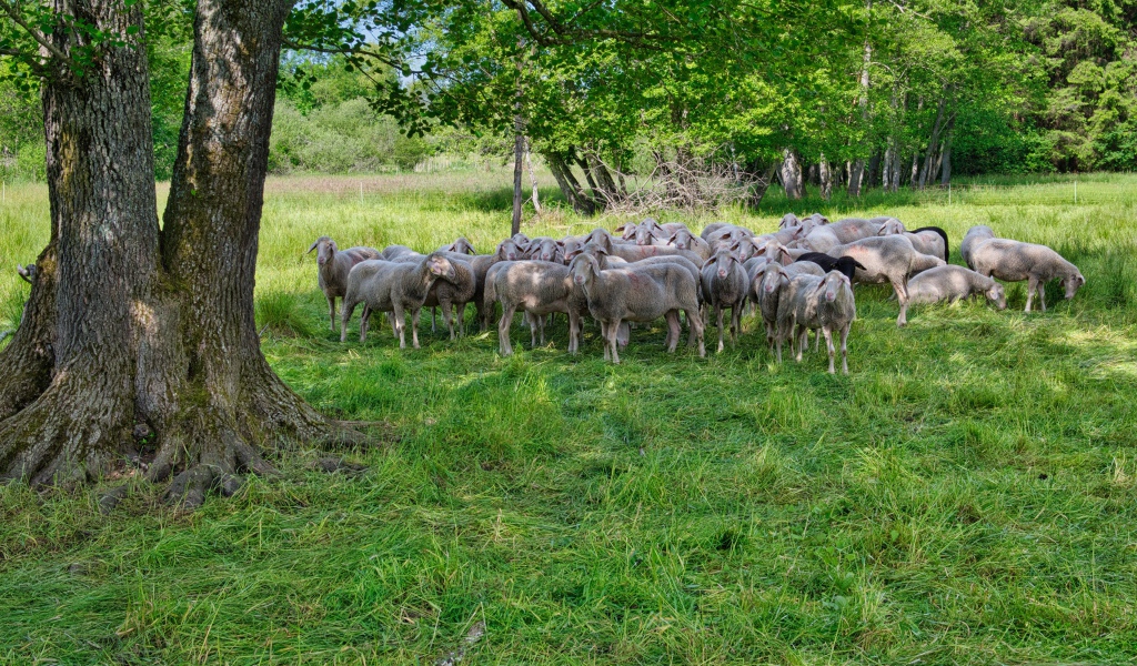 Стадо овец пасется на зеленой траве под деревом