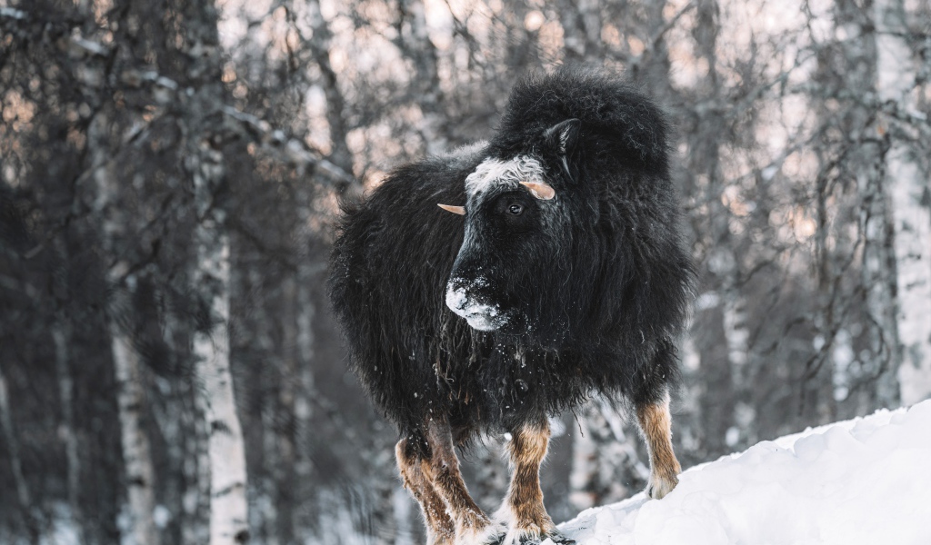 Американский бизон в зимнем лесу 