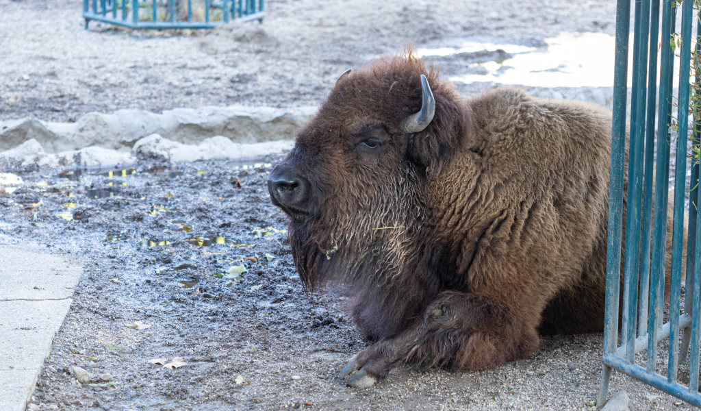 Большой американский бизон лежит в грязи