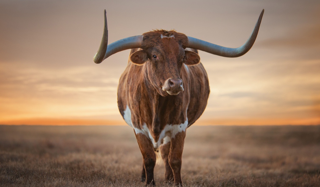 Большой коричневый бык с большими рогами