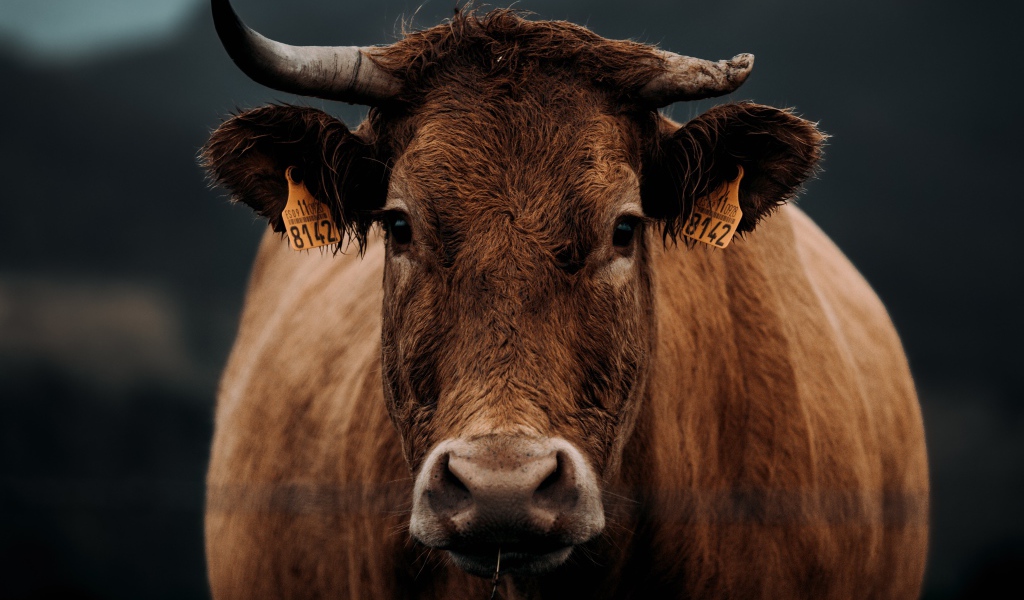 Большая коричневая корова крупным планом 