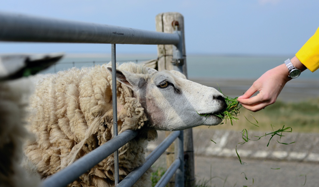 Большая пушистая овца ест траву на ферме 