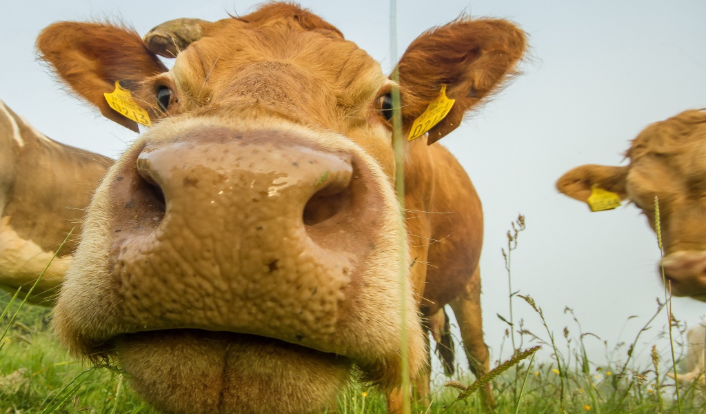 Большой мокрый нос коровы крупным планом