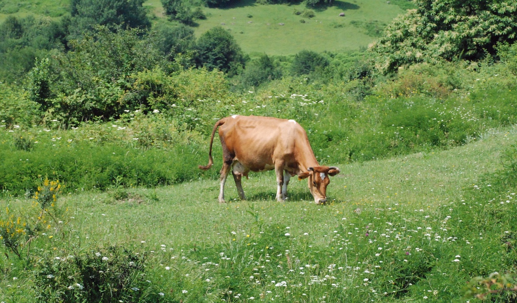 Коричневая корова пасется на зеленом лугу 