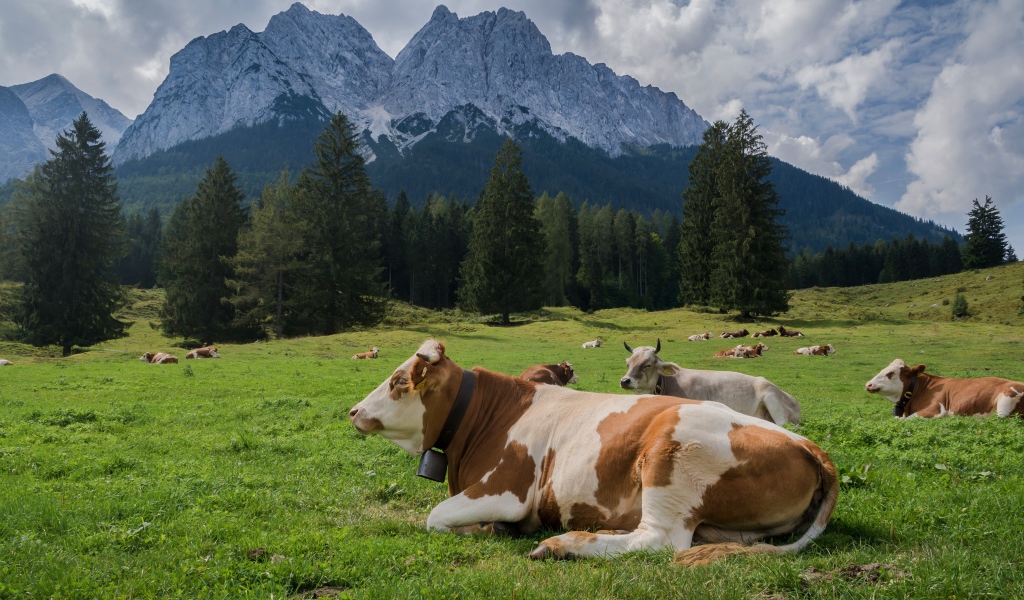 Коровы пасутся на альпийском луге на фоне гор 