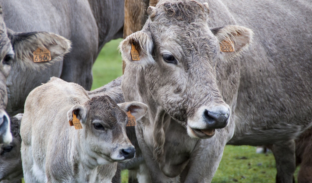 Коровы с телятами на ферме 