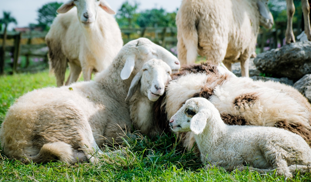 Домашние овцы лежат на зеленой траве