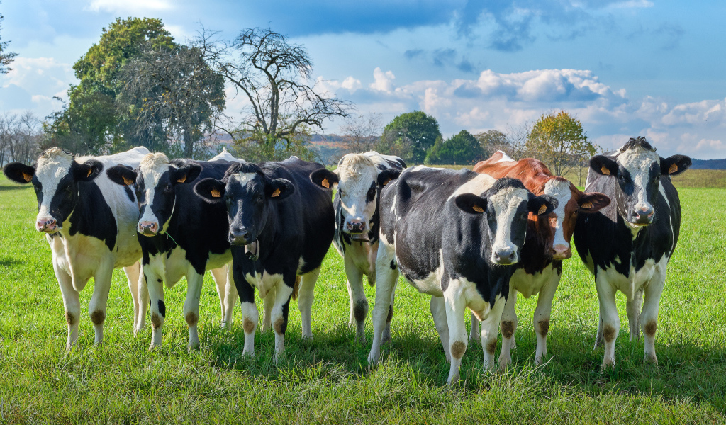 Стадо коров пасется на зеленом лугу 
