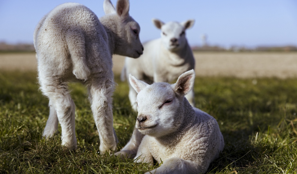 Маленькие белые ягнята на зеленой траве