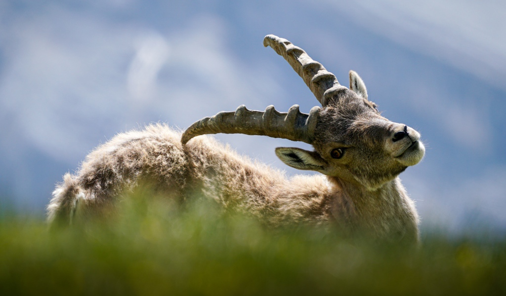 Муфлон чешет спину рогами